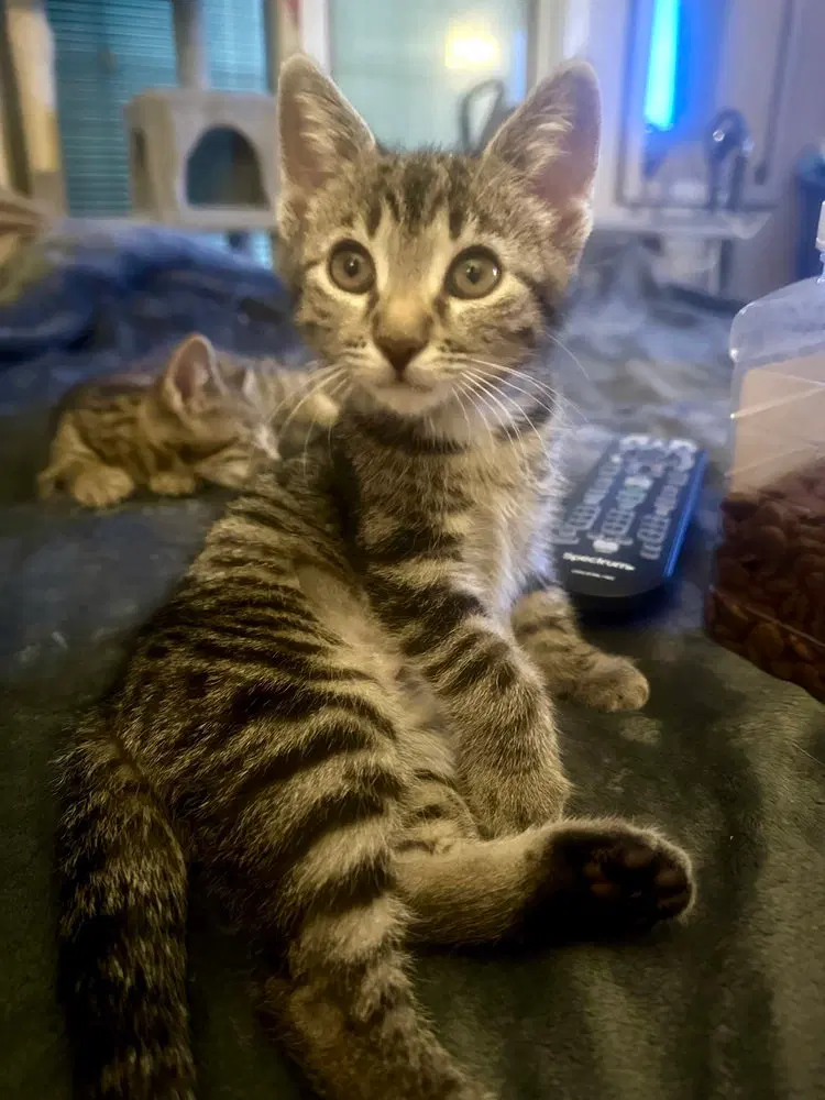 Kitty Chefs, a female kitten up for adoption