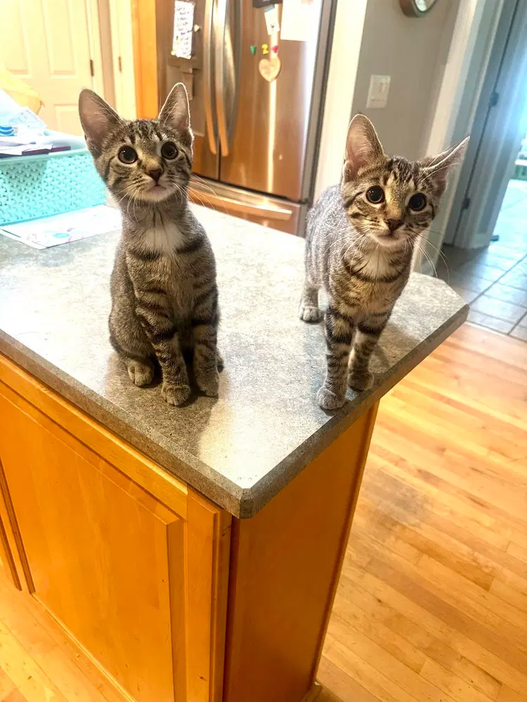 Kitty Chefs, photo 2