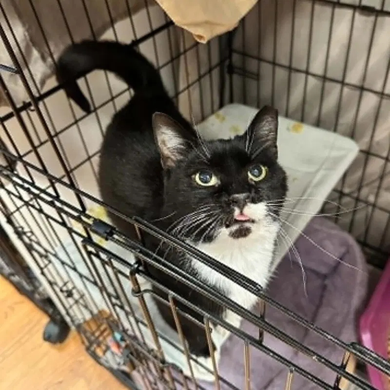 Fiddle, an adult female cat up for adoption
