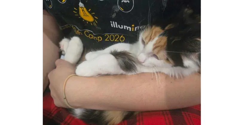 Coral, a female kitten up for adoption