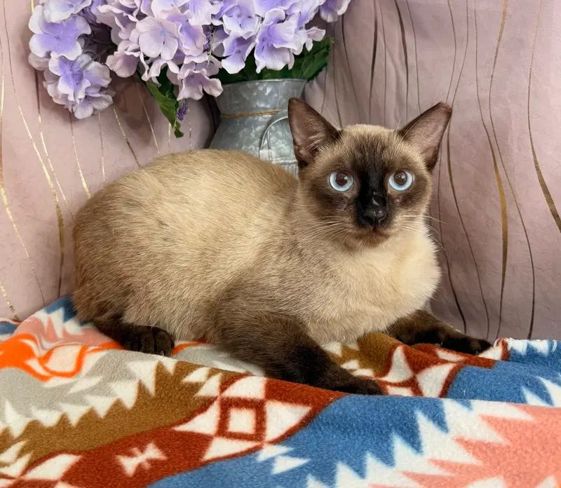 Papa, an adult male Colorpoint Shorthair cat up for adoption