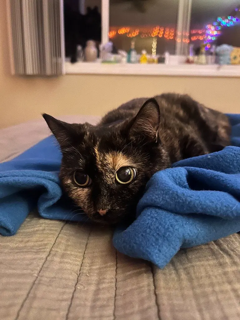 Bonnie, a senior female cat up for adoption