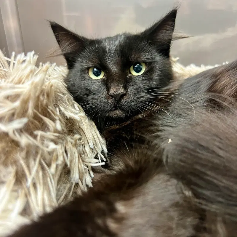 Spring, a female kitten up for adoption