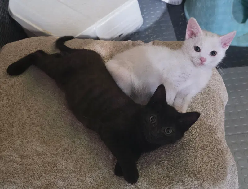 Smores and Shortcake &, male Bombay kittens up for adoption