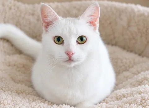 Watch the video of Pearl and Opal