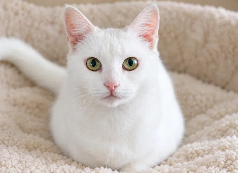 Pearl and Opal, female Turkish Angora kittens up for adoption