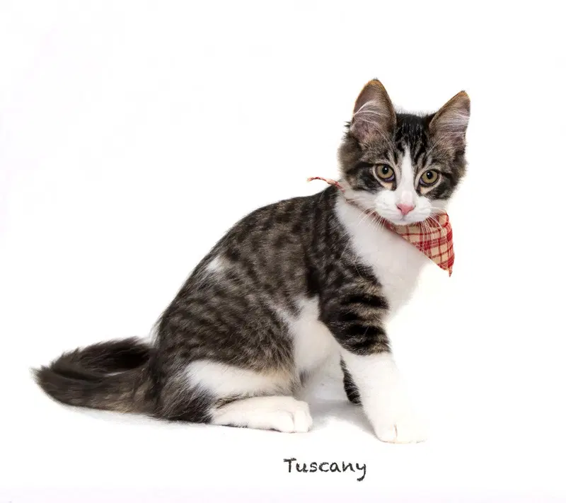 Tuscany, a male kitten up for adoption