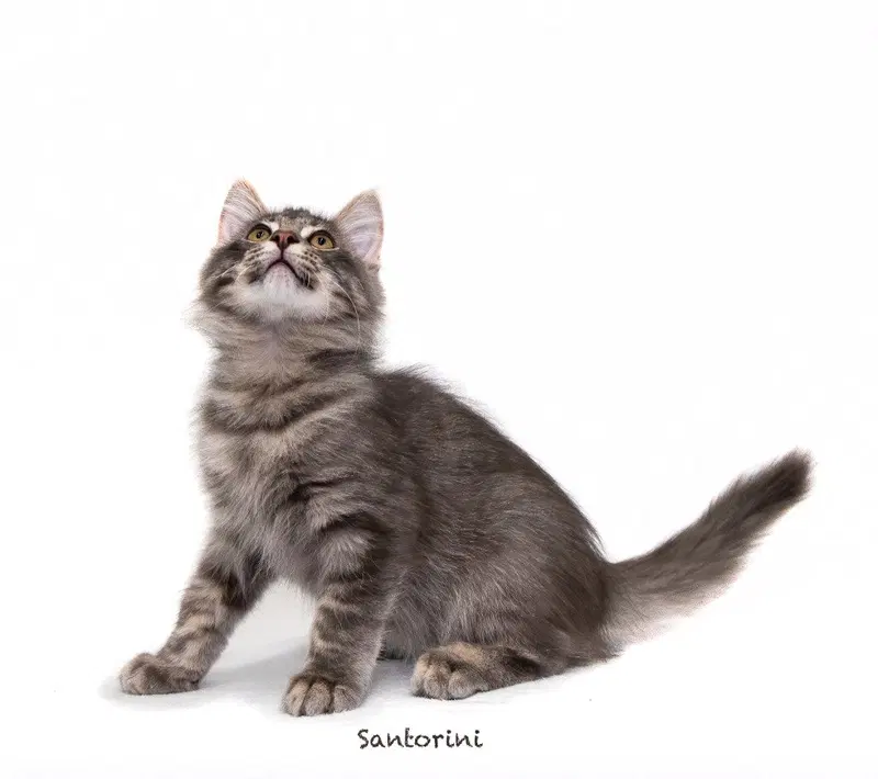 Santorini, a male kitten up for adoption