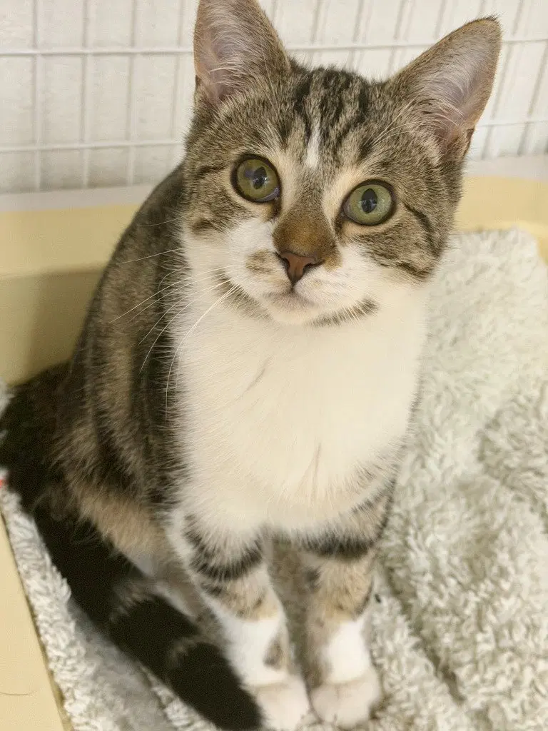 Journey, a young male cat up for adoption
