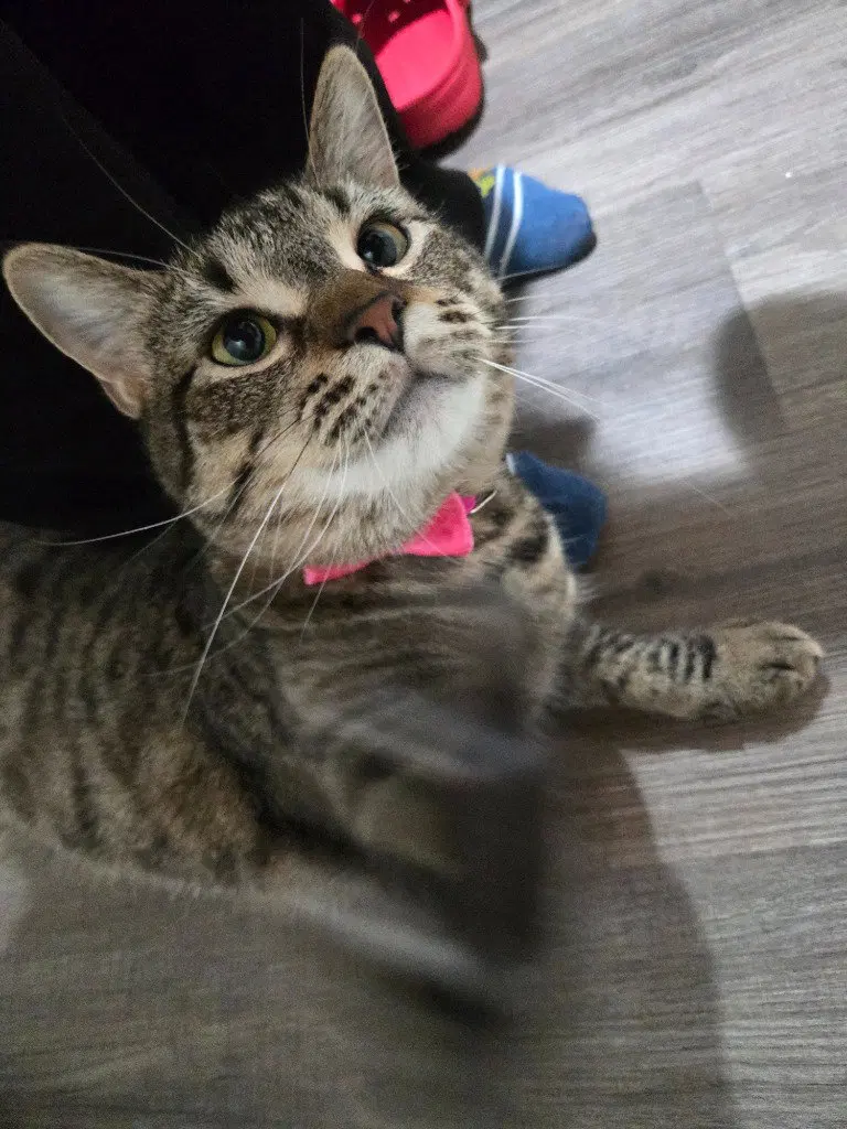 Starlight, a young female Tabby cat up for adoption