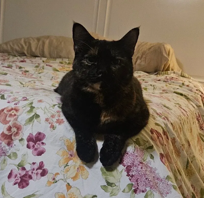 Lila, an adult female cat up for adoption