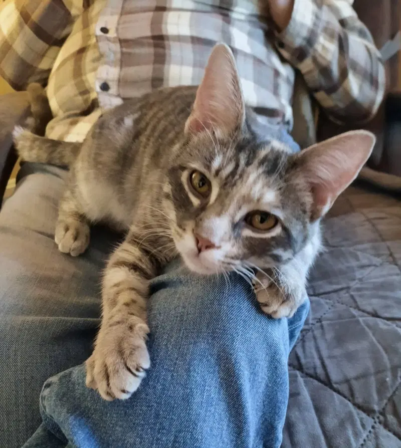 Harriet, a young female cat up for adoption