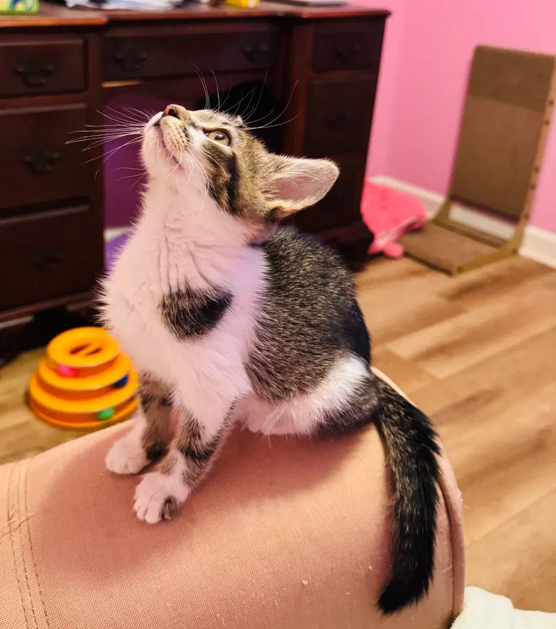 Heart, a female Tabby kitten up for adoption