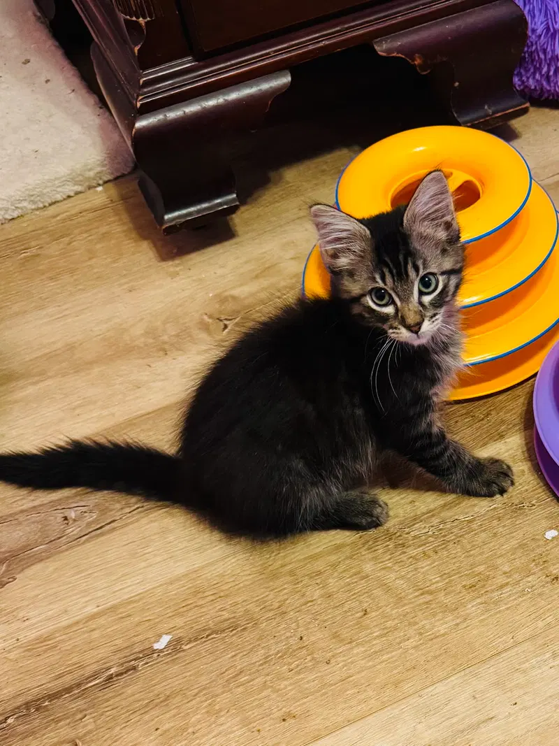 Hugs, a male cat up for adoption
