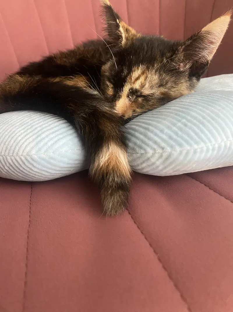 Coco, photo 2