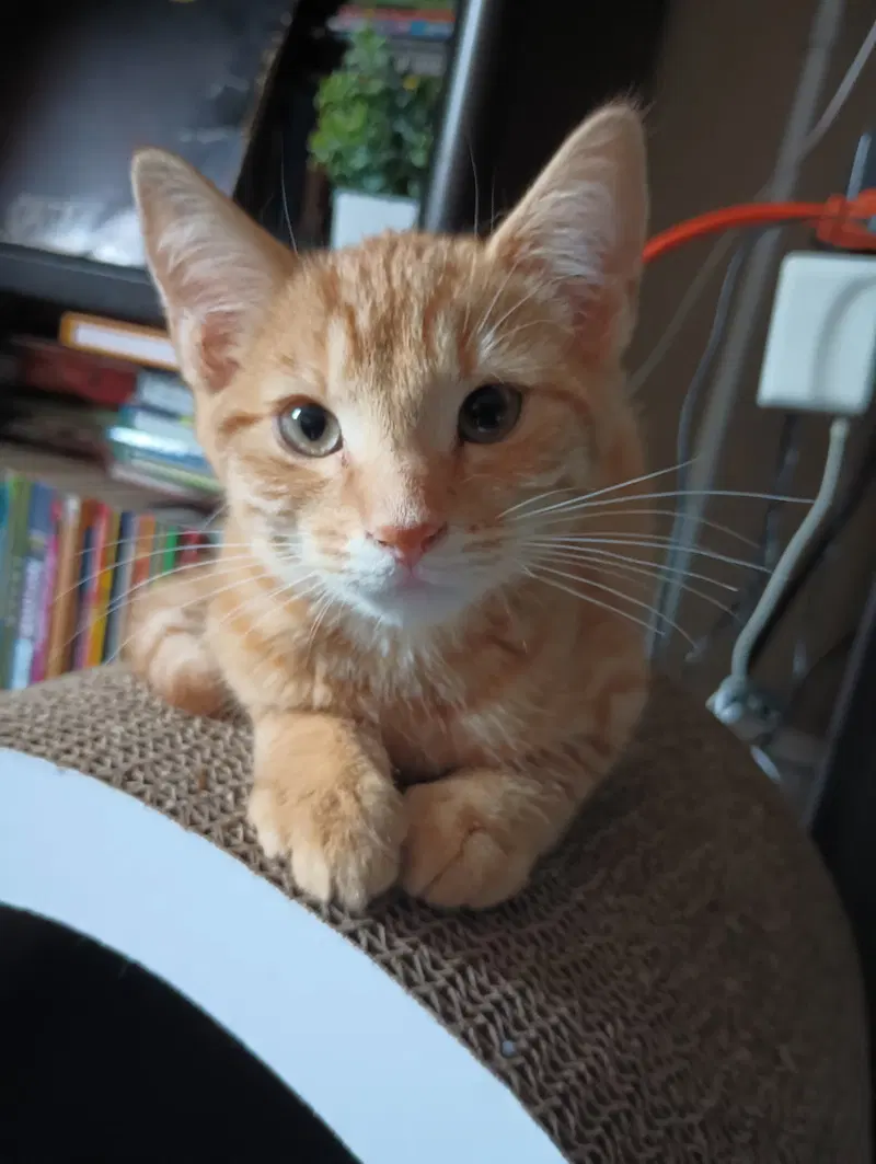 Dewey, a male cat up for adoption