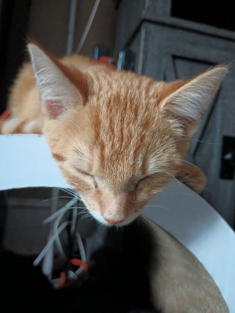Dewey, photo 2