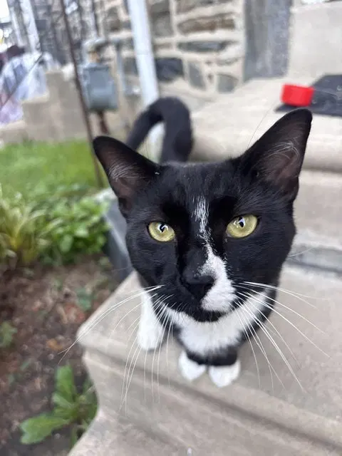 Binx, photo 4