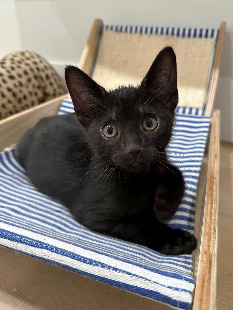 Kitten Yuri, photo 2