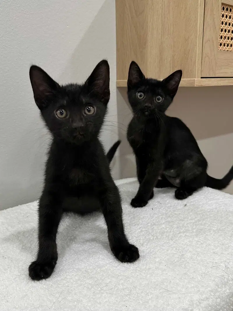 Kitten Yellowfang, photo 3