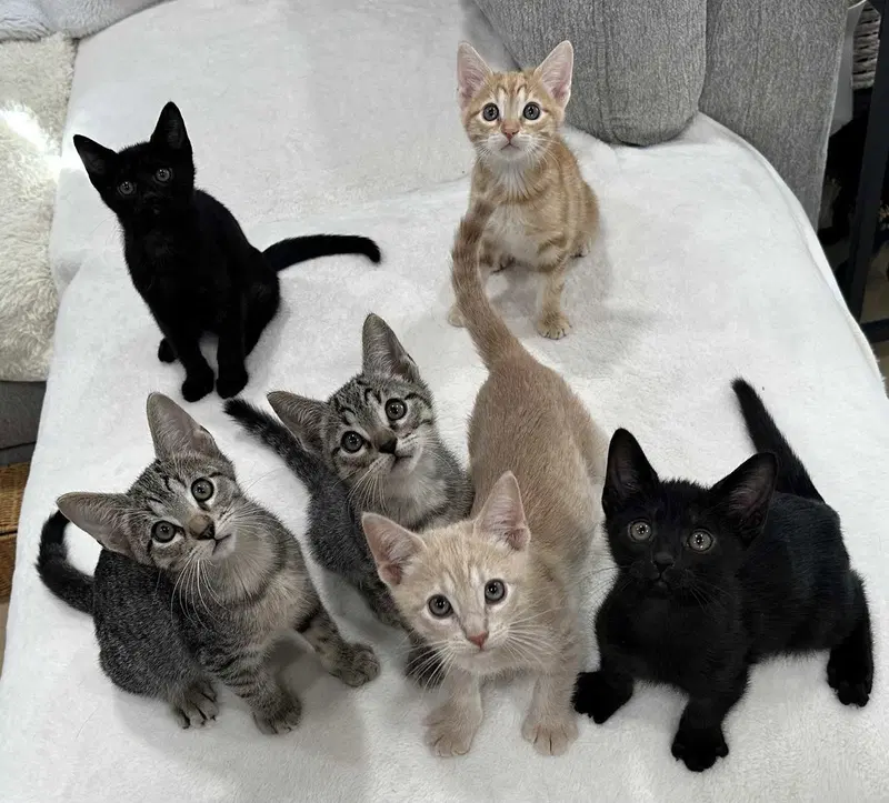 Kitten Yellowfang, photo 4
