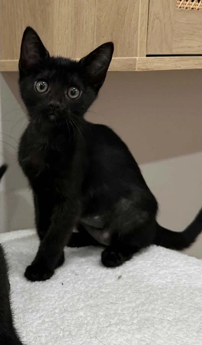 Kitten Yellowfang, a female kitten up for adoption