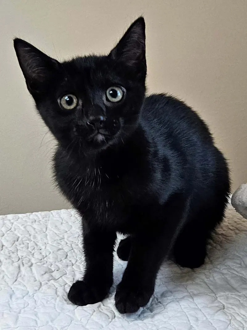 Kitten Yellowfang, photo 2