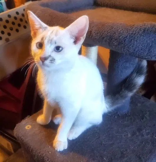 Kitten Blue Eyed Kit Kat, a female kitten up for adoption