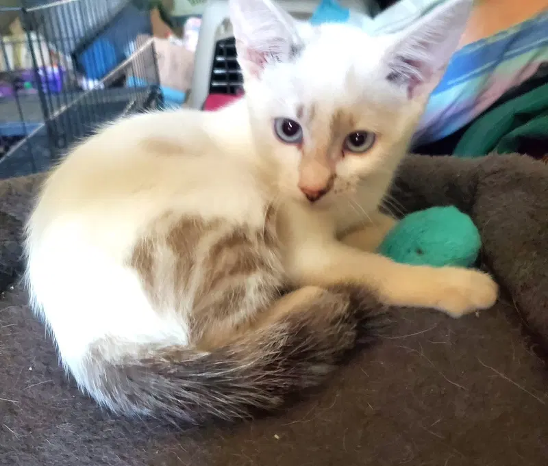 Kitten Blue Eyed Kit Kat, photo 2
