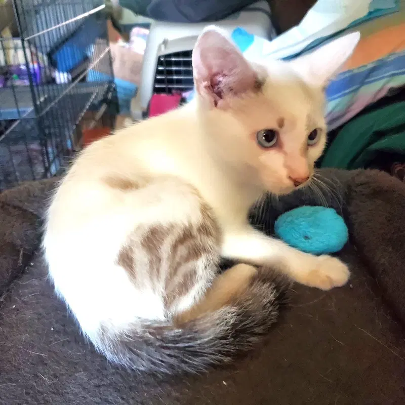 Kitten Blue Eyed Kit Kat, photo 3