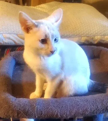 Kitten Blue Eyed Kit Kat, photo 4