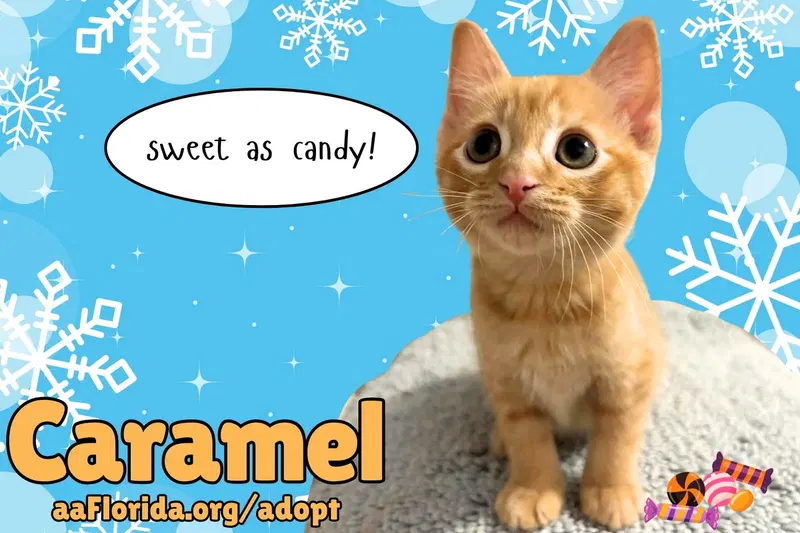 Caramel, a male cat up for adoption