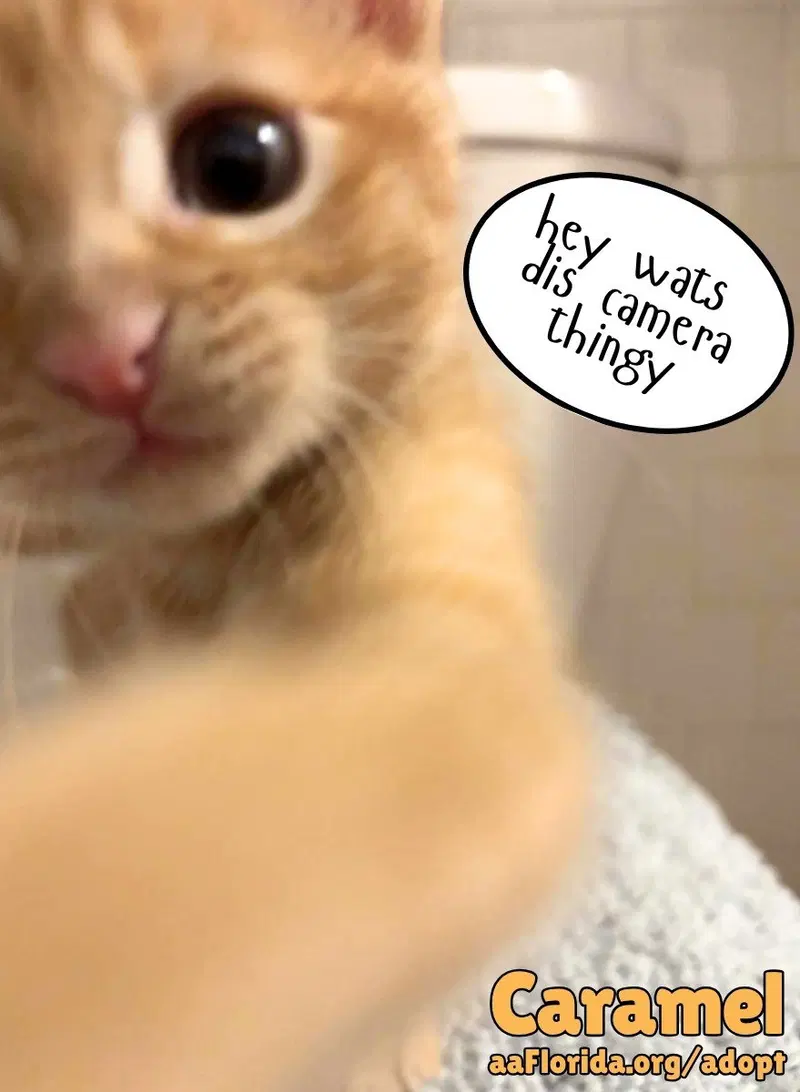Caramel, photo 2