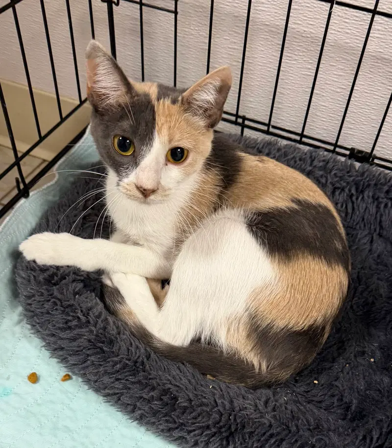 Flamingo, a female cat up for adoption