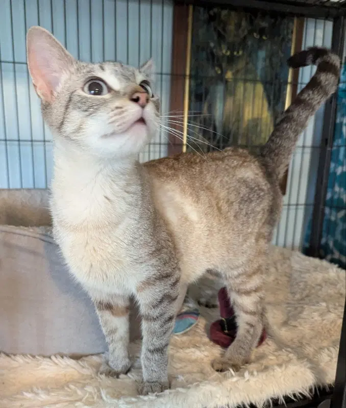 Zucchini, an adult female Siamese cat up for adoption