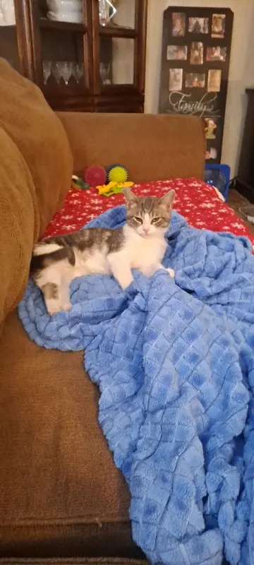 Elliott, a male Tabby kitten up for adoption