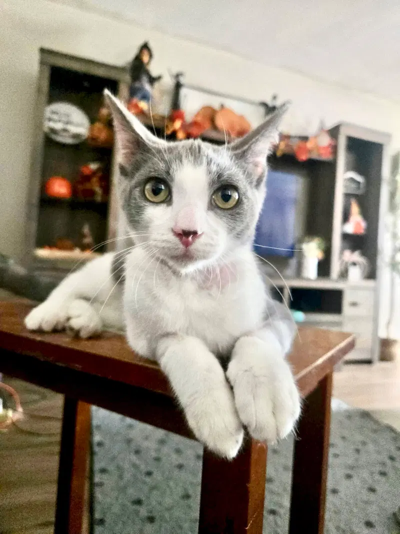 Stewart, a male kitten up for adoption