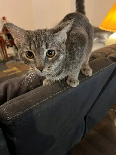 French Fry or Fry, a young male cat up for adoption