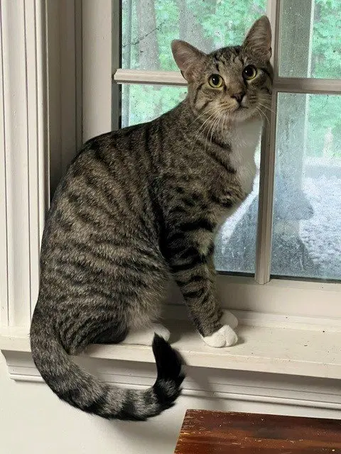 Clancy, a male cat up for adoption