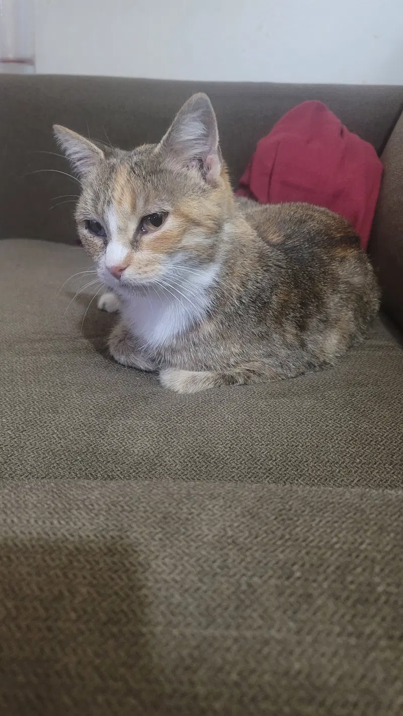 Kanga, a senior female cat up for adoption