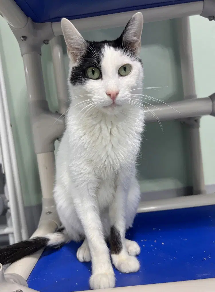 Roose, an adult male cat up for adoption