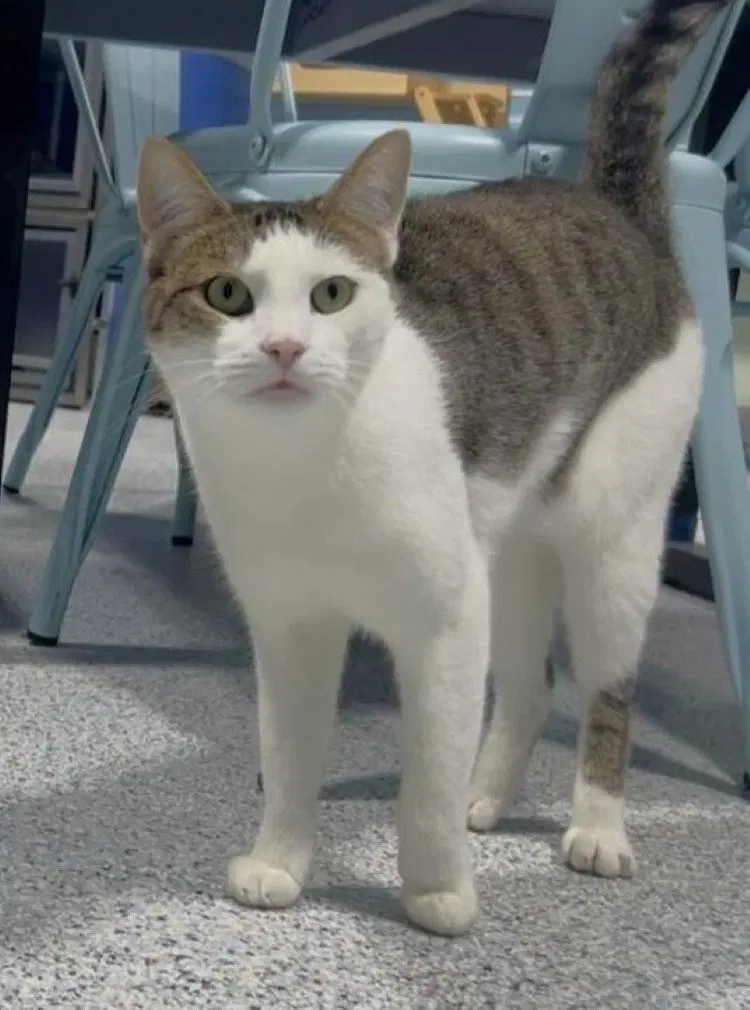 Wacky Run, an adult male cat up for adoption