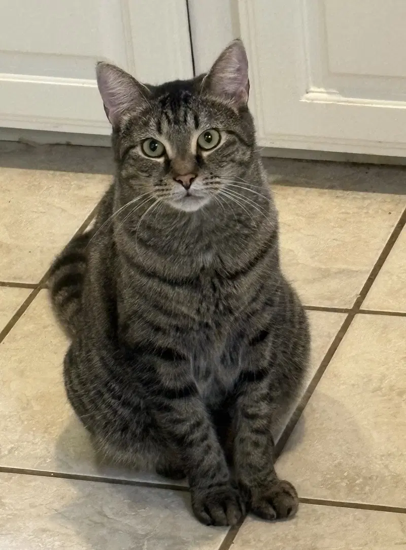 Wil, a male Tabby cat up for adoption