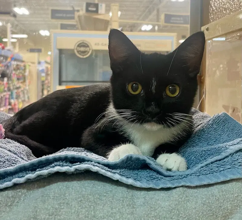 Charlotte, a female kitten up for adoption