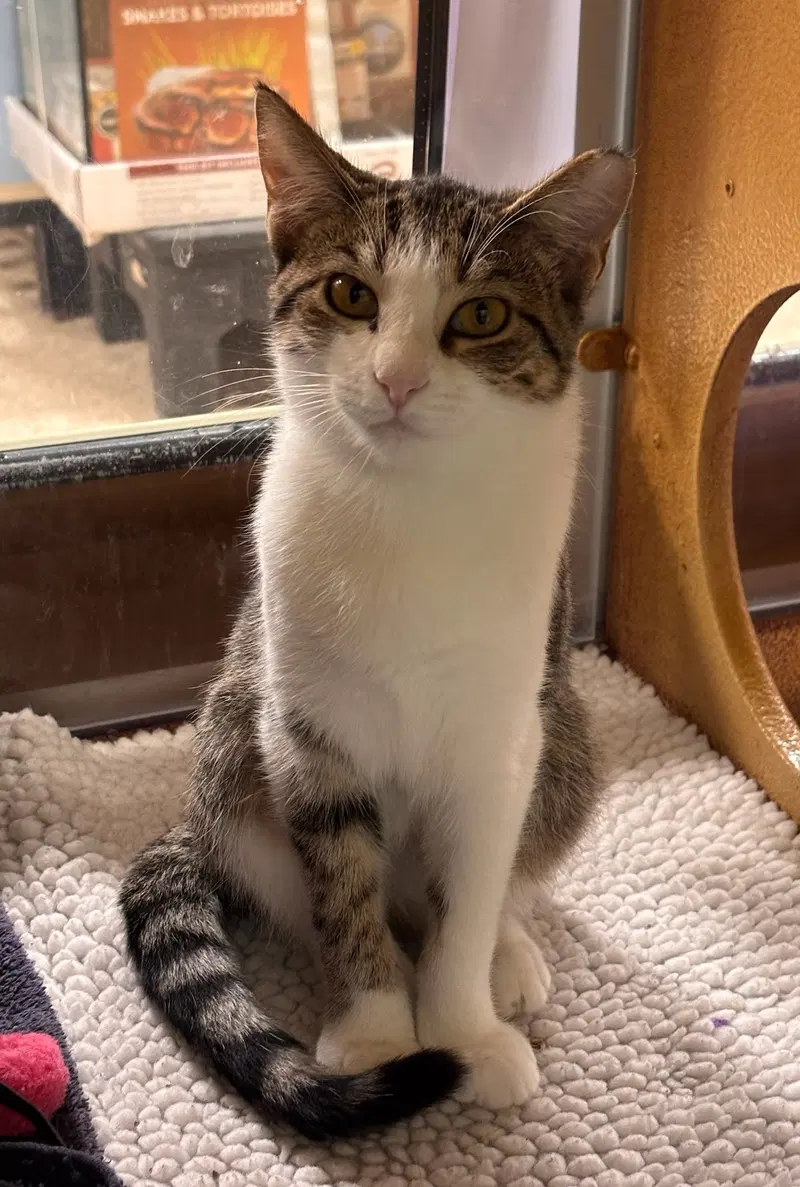 Jane, a young female Tabby cat up for adoption
