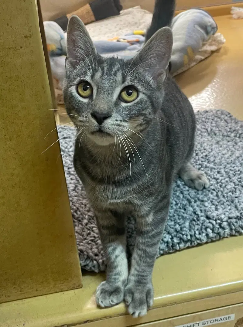 Waldorf, a male kitten up for adoption