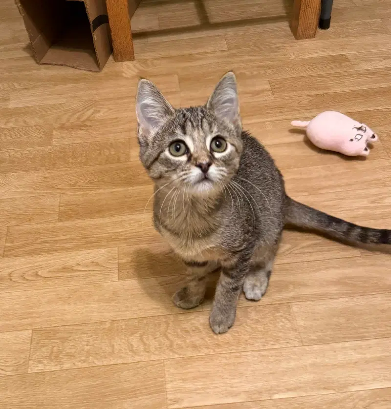 Cassidy, a female kitten up for adoption