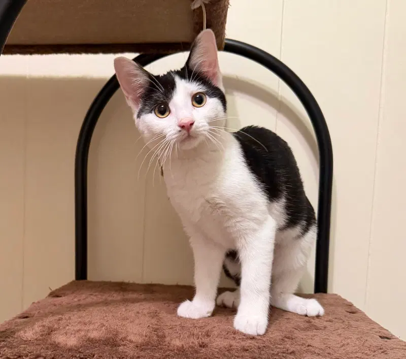 Marleigh, a young female cat up for adoption