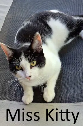 Miss Kitty, a young female cat up for adoption