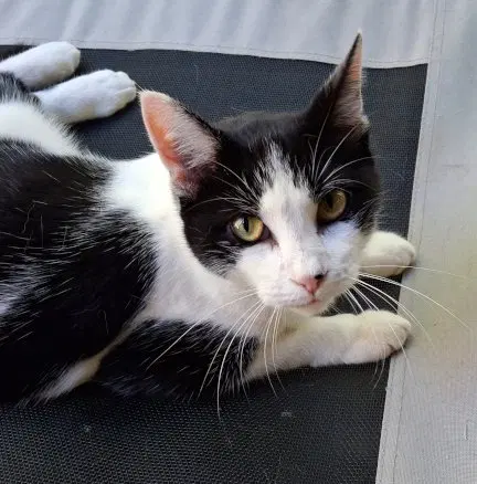 Miss Kitty, photo 3